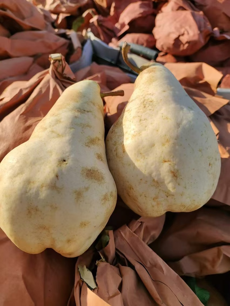 佛手梨冷库货，脆甜。具有奶香味。价格美丽。需要的联系我