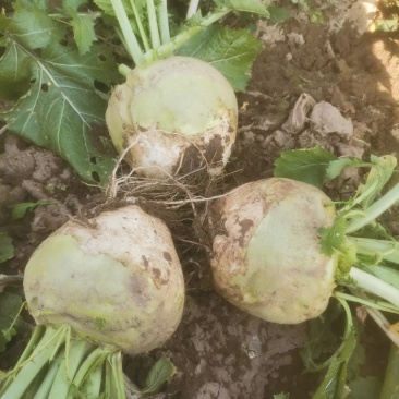 精品芥菜，文水县大量上市，大吨位接单。