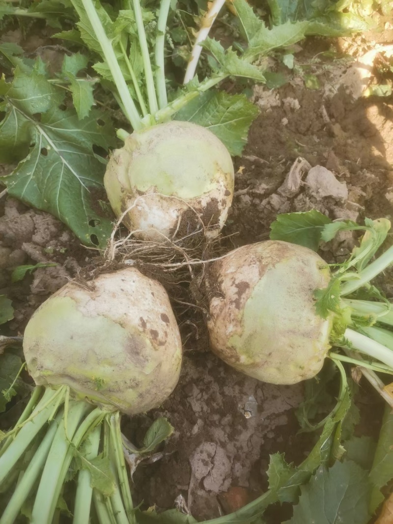 精品芥菜，文水县大量上市，大吨位接单。