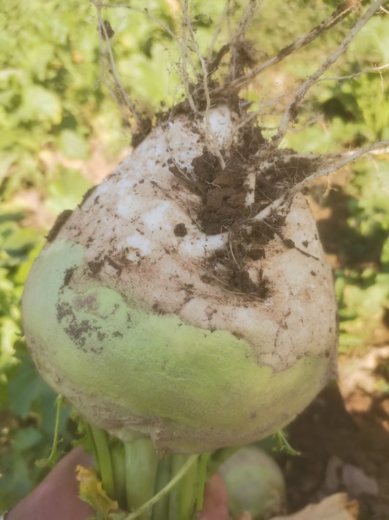 精品芥菜，文水县大量上市，大吨位接单。