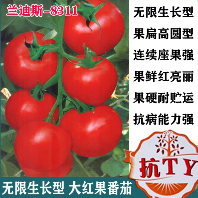 兰迪斯-8311高档红果番茄种子大西红柿春季秋季抗高温