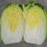 河北大白菜,黄心白菜大量有货对接各大批发市场电商