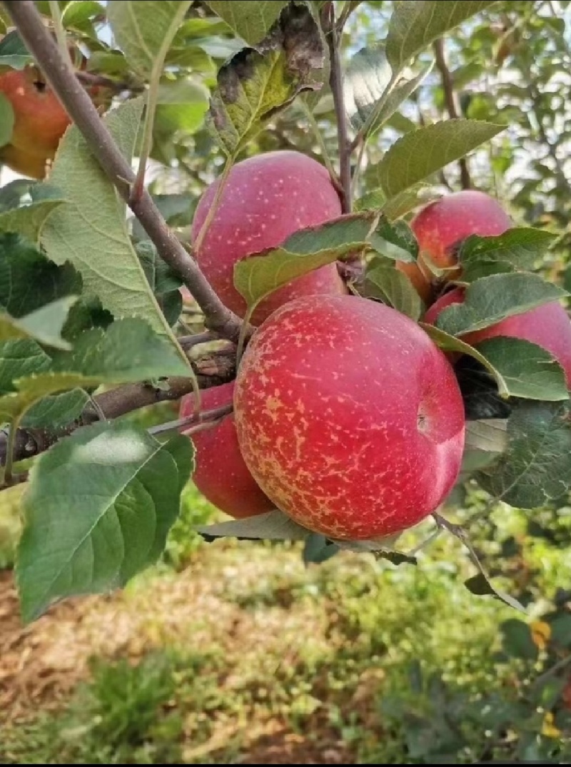 云南昭通丑苹果冰糖心大量现货价格美丽口感清脆对接电商按需