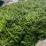 精品青线上市欢迎各位老板前来采购市场电商超市**