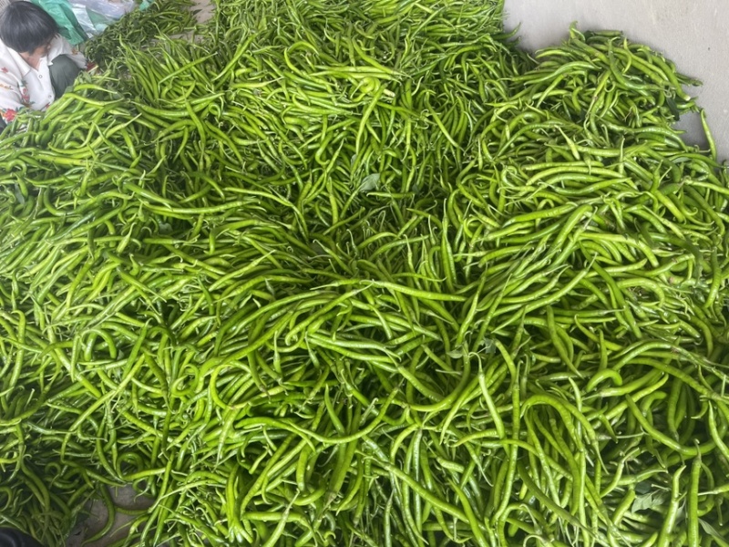 精品青线上市欢迎各位老板前来采购市场电商超市**