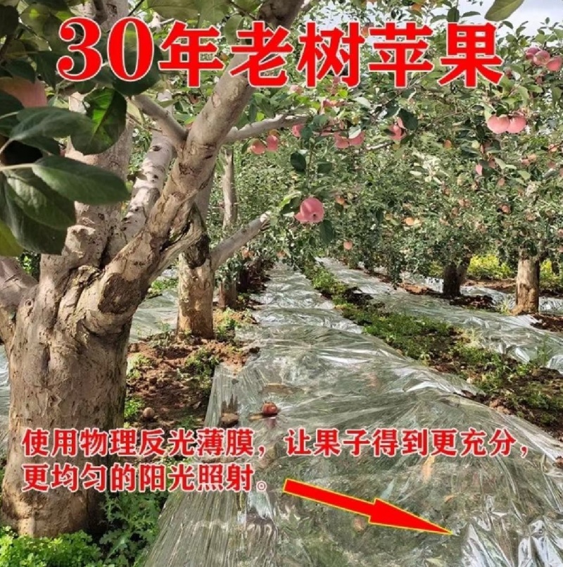 云南昭通红富士高原苹果产地直发大量供应保质保量
