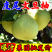 仙游度尾文旦柚［一件代发］