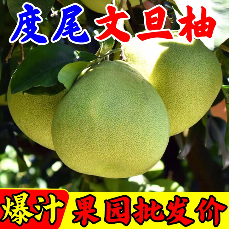 仙游度尾文旦柚［一件代发］