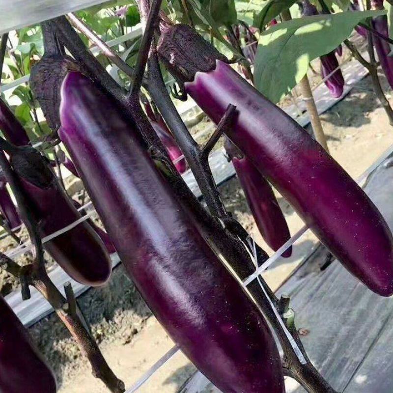 广式长茄种子高抗病丰产春夏秋播种茄子种子蔬菜种