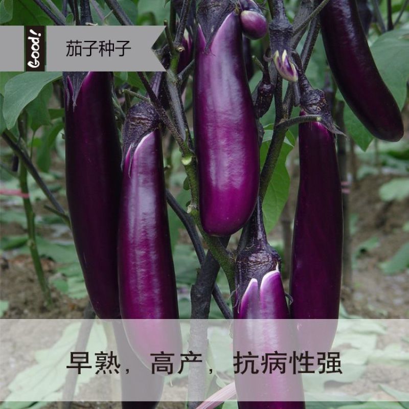 广式长茄种子高抗病丰产春夏秋播种茄子种子蔬菜种