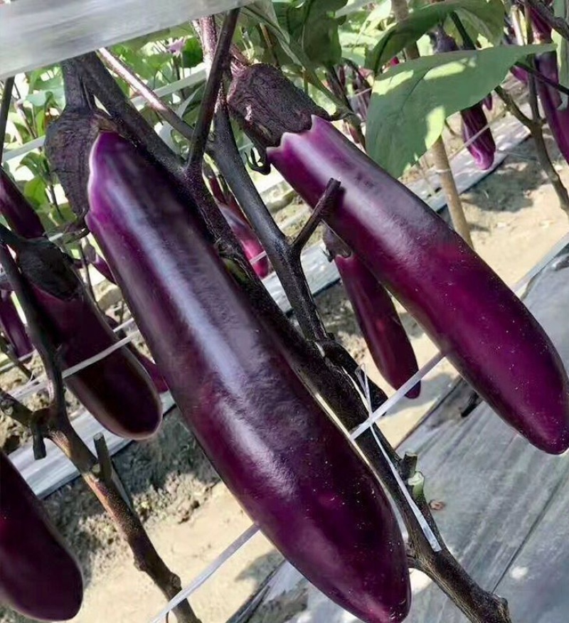 广式长茄种子高抗病丰产春夏秋播种茄子种子蔬菜种