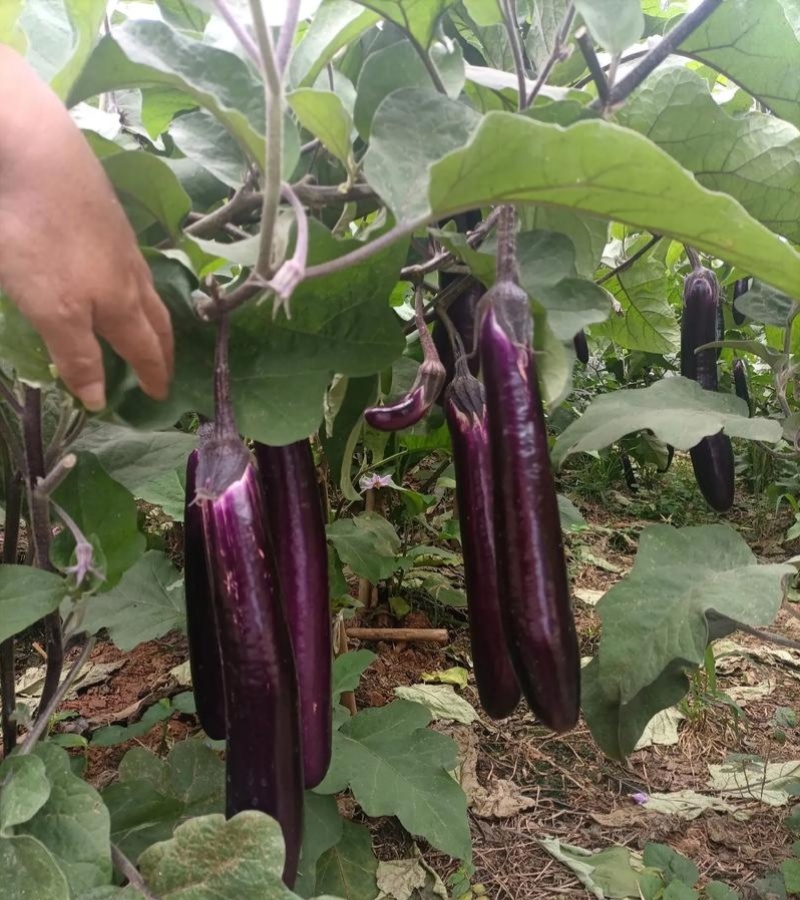 广式长茄种子高抗病丰产春夏秋播种茄子种子蔬菜种