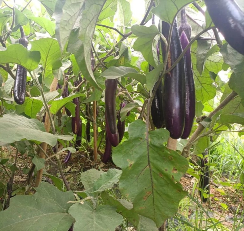 广式长茄种子高抗病丰产春夏秋播种茄子种子蔬菜种