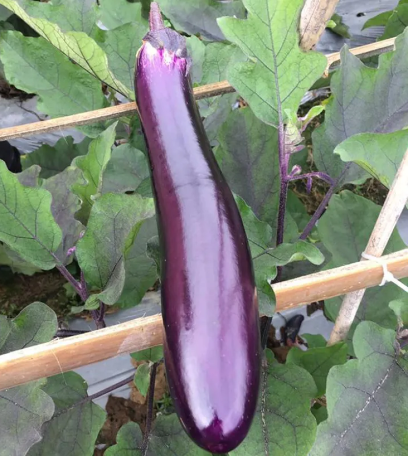 广式长茄种子高抗病丰产春夏秋播种茄子种子蔬菜种