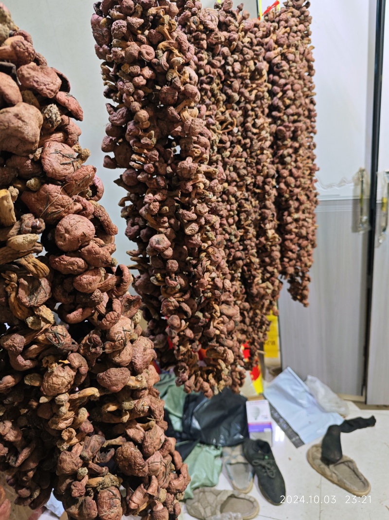 精品辽西红蘑/肉蘑/松伞蘑/铆钉菇，二秋子，腿短，颜色好