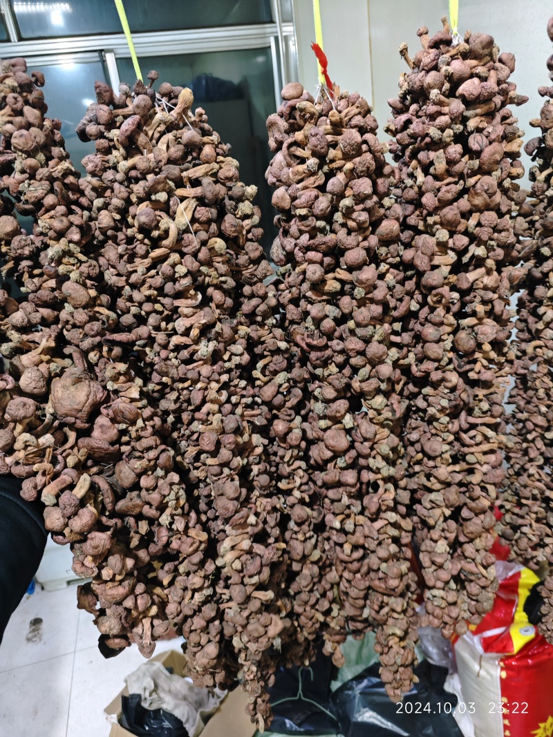 精品辽西红蘑/肉蘑/松伞蘑/铆钉菇，二秋子，腿短，颜色好