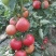 大粉宝番茄种子大果西红柿种籽抗病高产阳台盆栽春夏蔬菜种