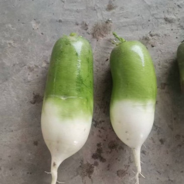 绿贵人水果萝卜