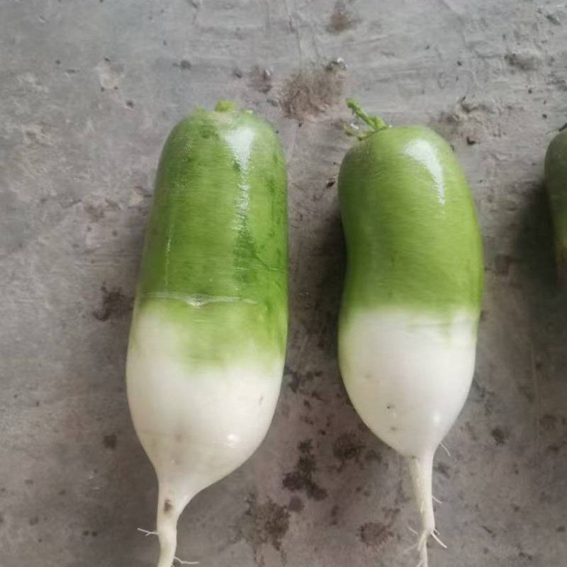 绿贵人水果萝卜