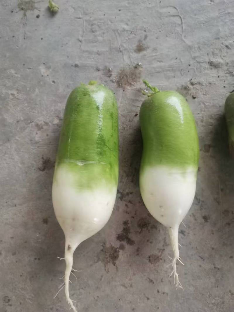 绿贵人水果萝卜