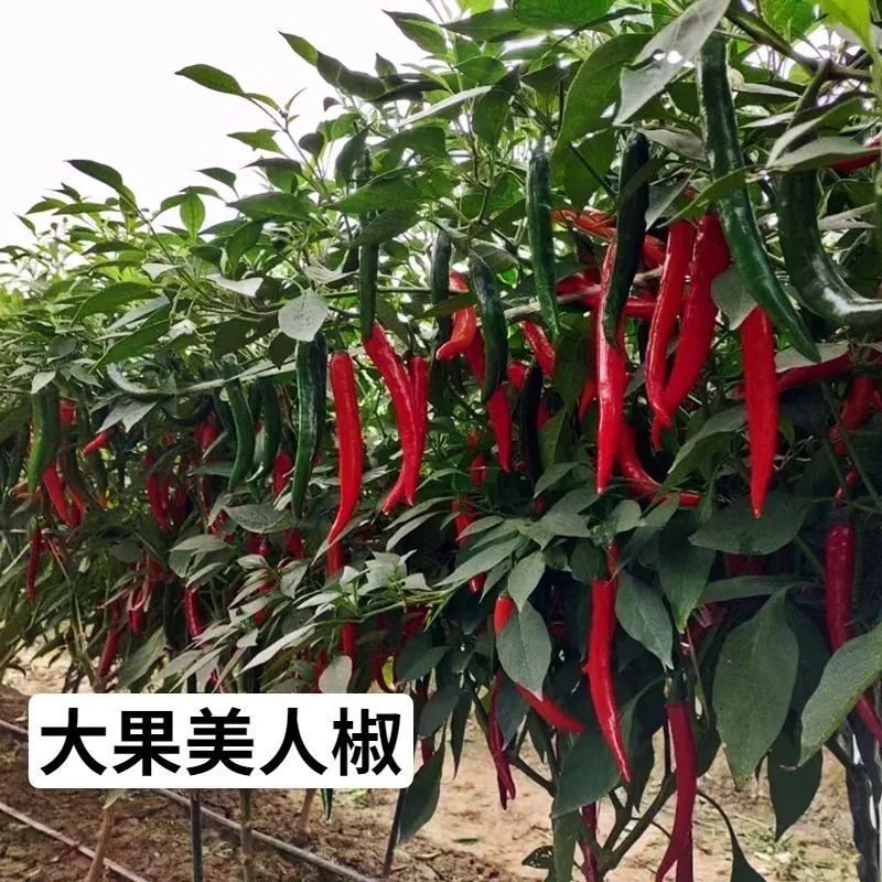 农望更新美人椒辣椒种子大果抗病红果美人椒种子抗病高产