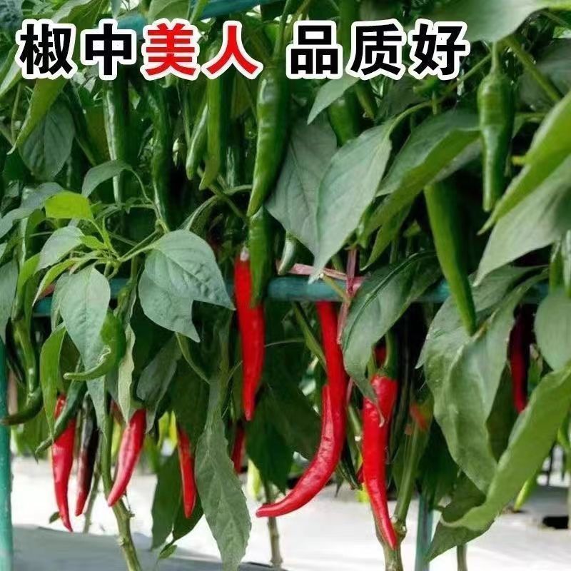 农望更新美人椒辣椒种子大果抗病红果美人椒种子抗病高产