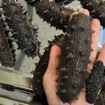 鲜食海参