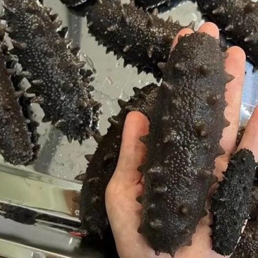 鲜食海参