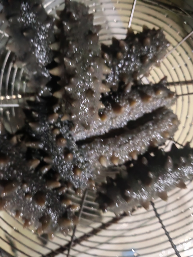 鲜食海参