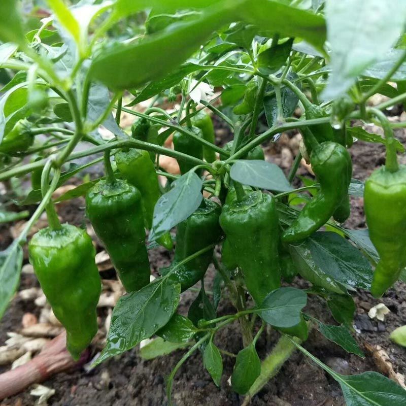 农望余干辣椒种子江西特色土辣椒薄皮辣味浓香青椒