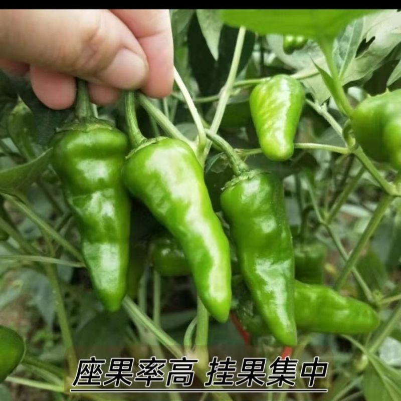 农望余干辣椒种子江西特色土辣椒薄皮辣味浓香青椒
