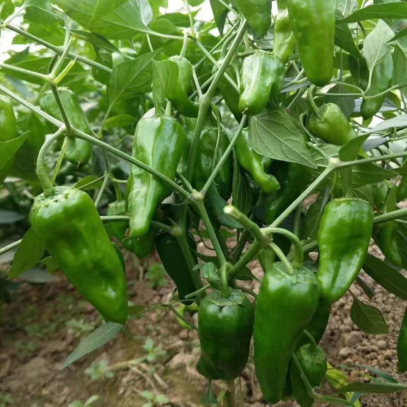 农望余干辣椒种子江西特色土辣椒薄皮辣味浓香青椒