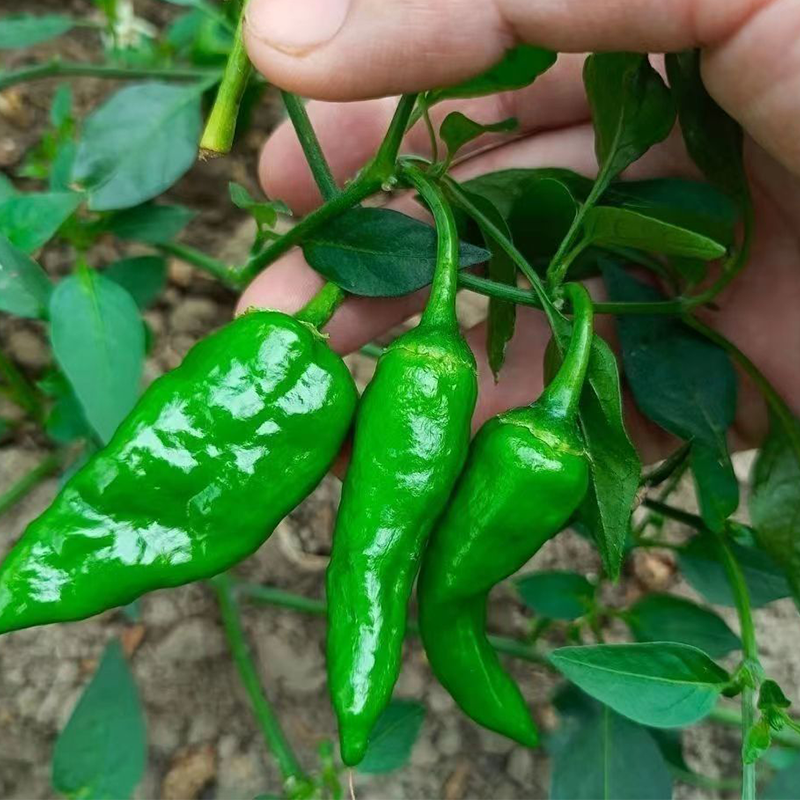 农望余干辣椒种子江西特色土辣椒薄皮辣味浓香青椒