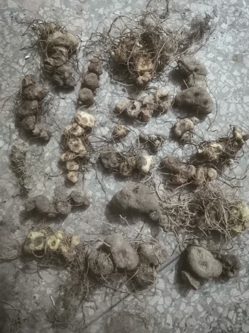 黄精鲜货，姜形多花药食同源九制黄精野生货带根须，