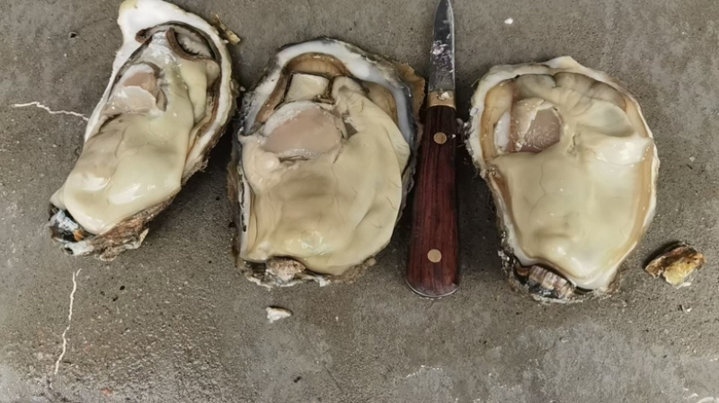 生蚝渤海生蚝一手货源主打精品需要的老板联系