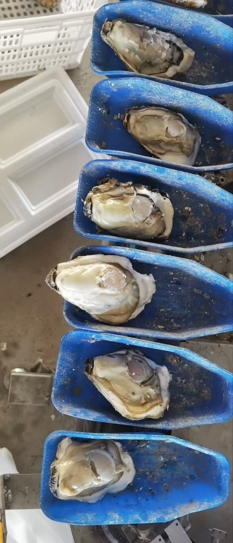生蚝渤海生蚝一手货源主打精品需要的老板联系