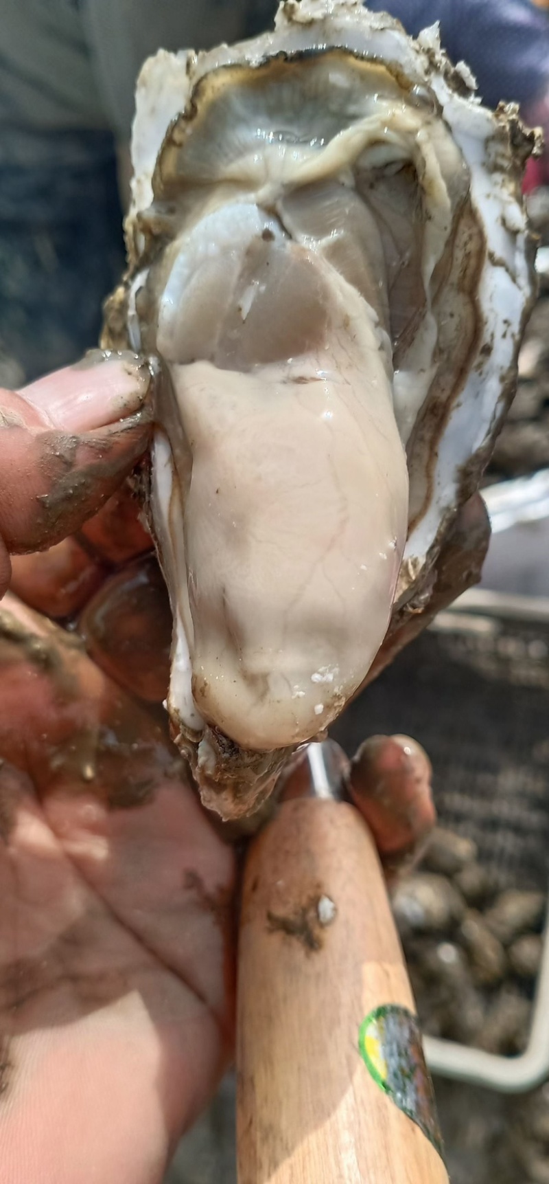 生蚝渤海湾生蚝精品需要的老板联系一手货源