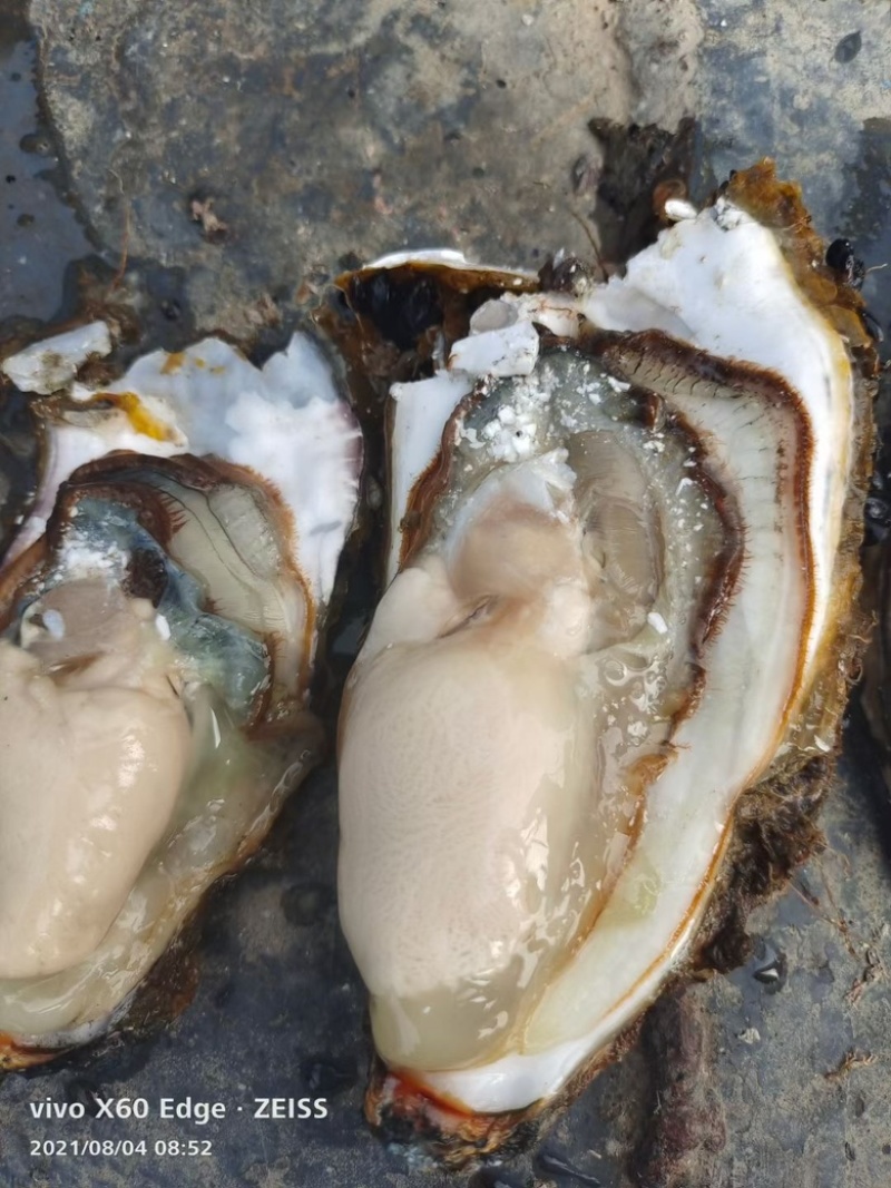 生蚝渤海湾生蚝精品需要的老板联系一手货源