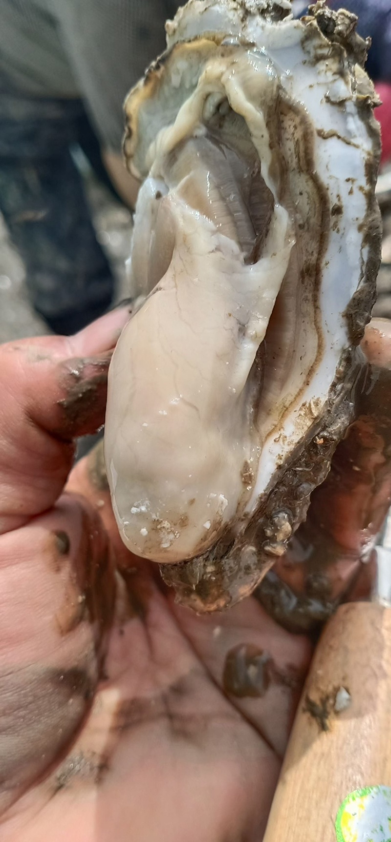 生蚝渤海湾生蚝精品需要的老板联系一手货源