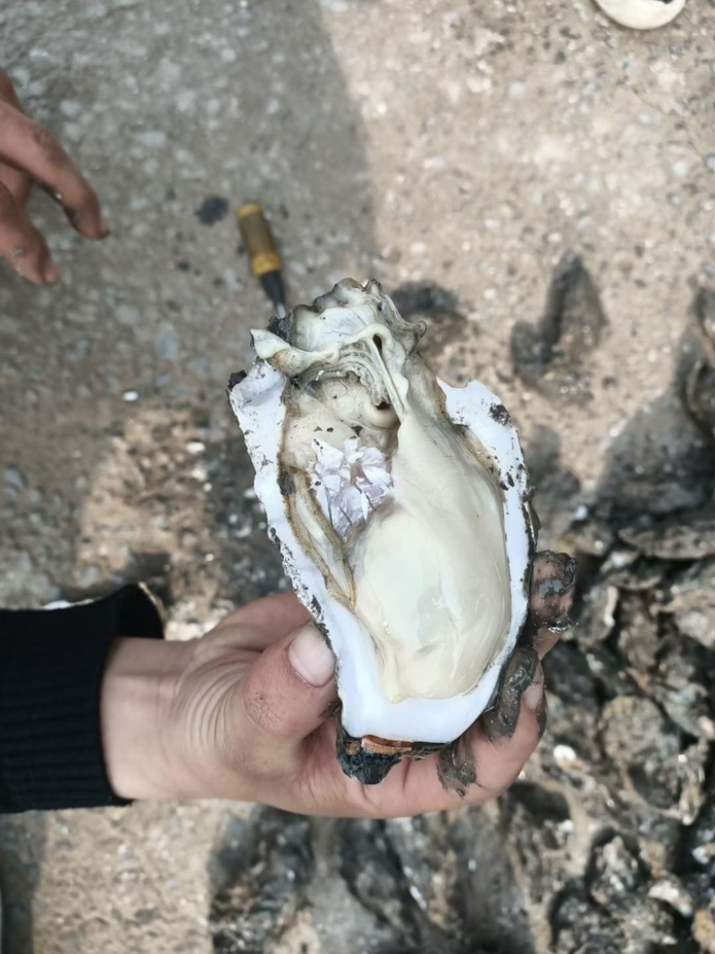 生蚝渤海湾生蚝精品需要的老板联系一手货源