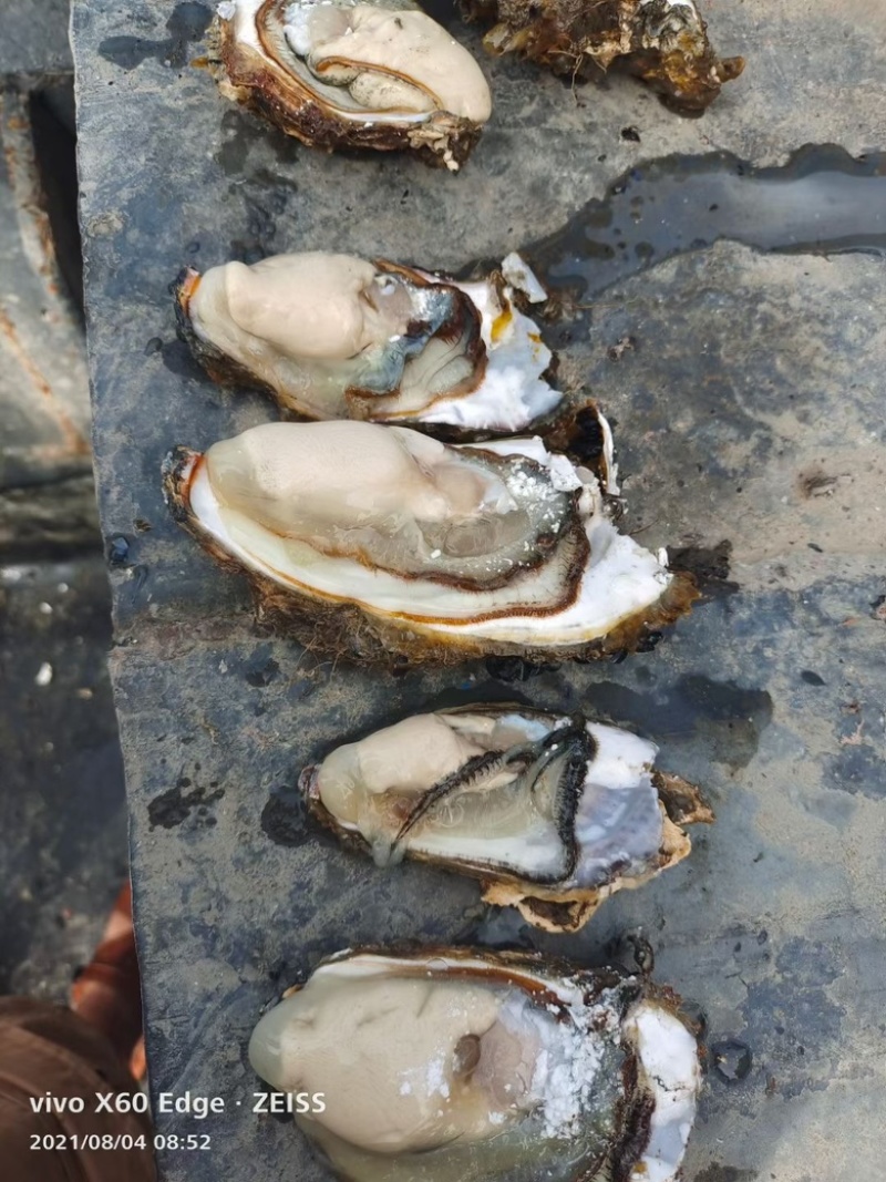 生蚝渤海湾生蚝精品需要的老板联系一手货源