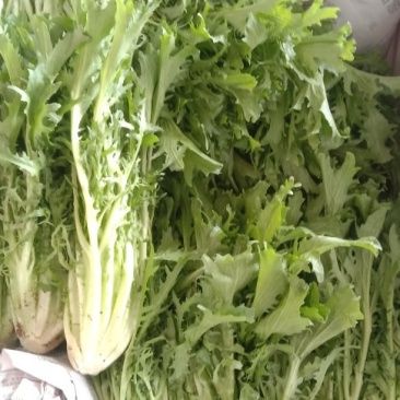 苦菊精品供应