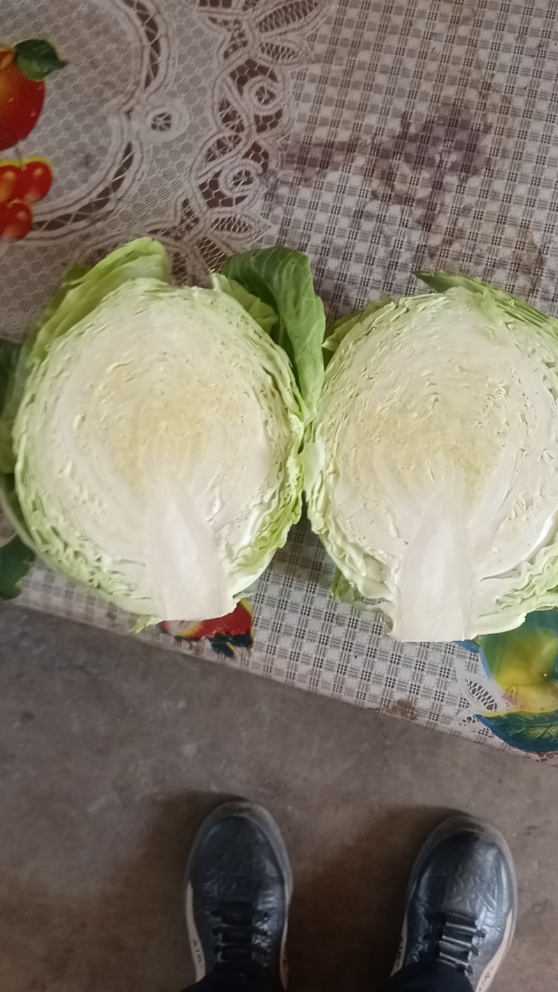 大白菜