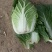 大白菜