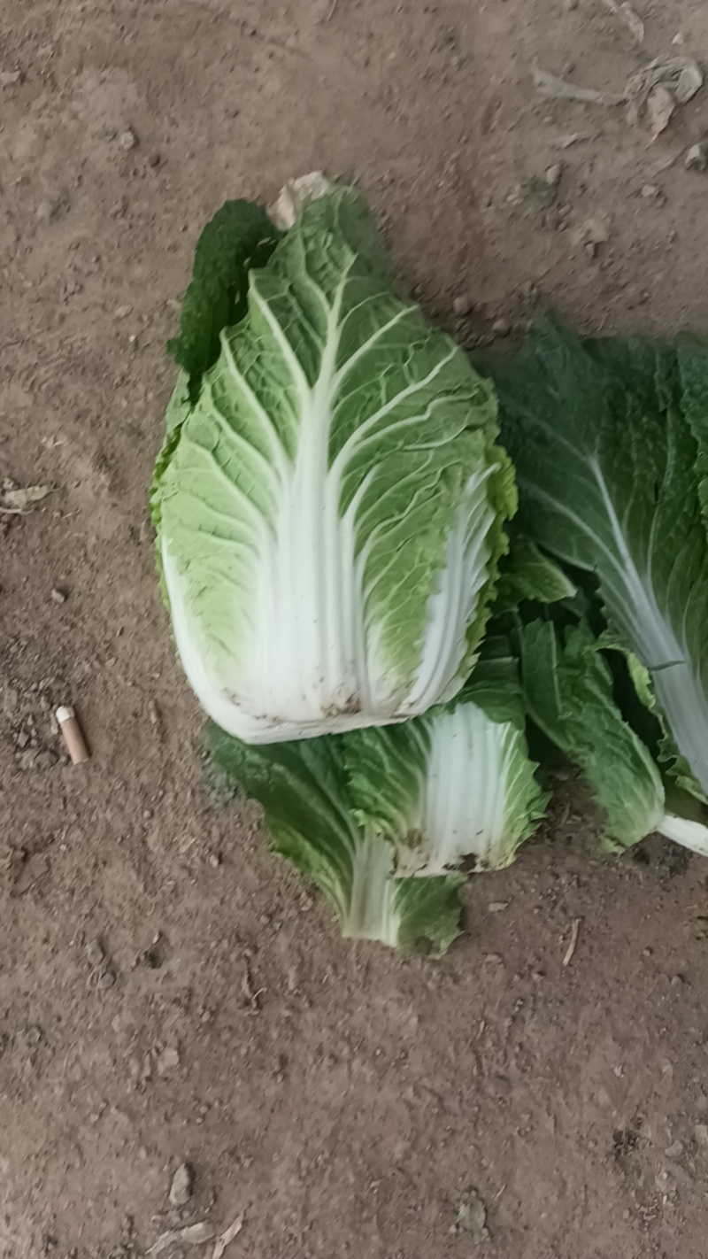 大白菜