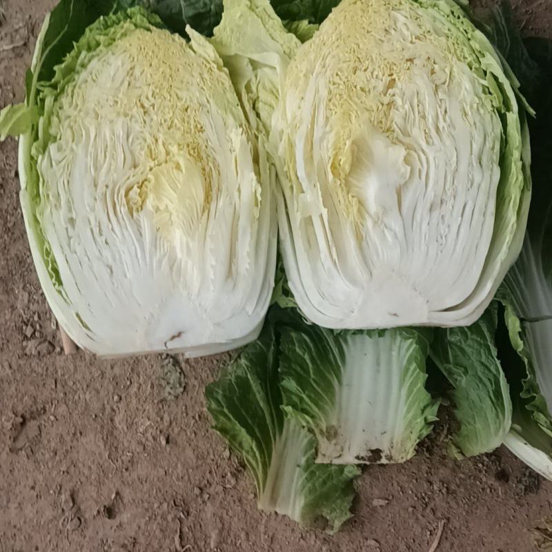 大白菜