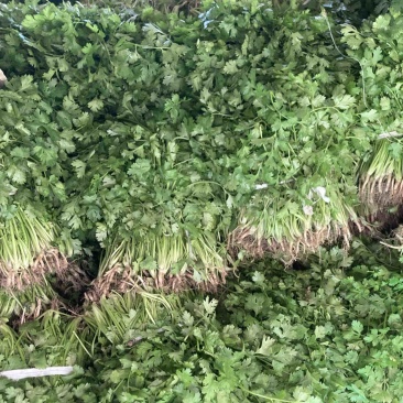 大叶香菜，品质保证，现摘现发，大量有货，欢迎选购