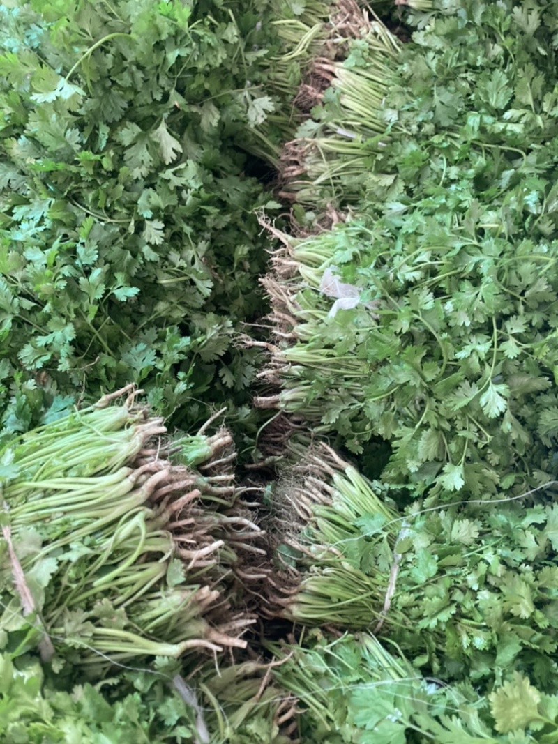 大叶香菜，品质保证，现摘现发，大量有货，欢迎选购