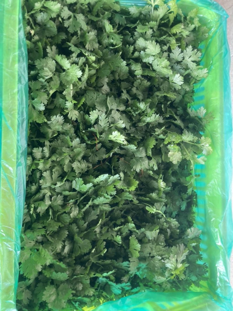 大叶香菜，品质保证，现摘现发，大量有货，欢迎选购