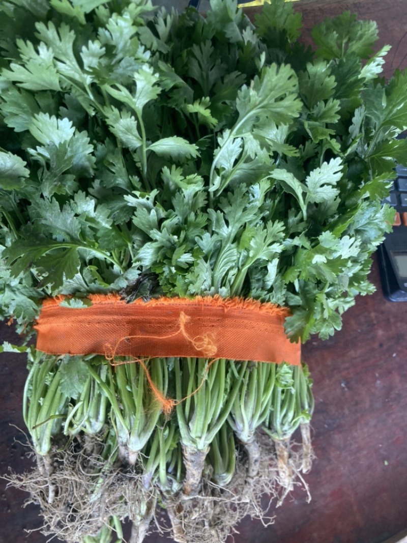 大叶香菜，品质保证，现摘现发，大量有货，欢迎选购